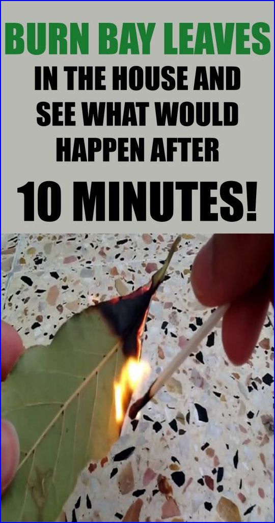Burn Bay Leaves In The House And See What Would Happen After 10 Minutes! HEALTHY TIPS
